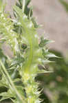 Nodding plumeless thistle